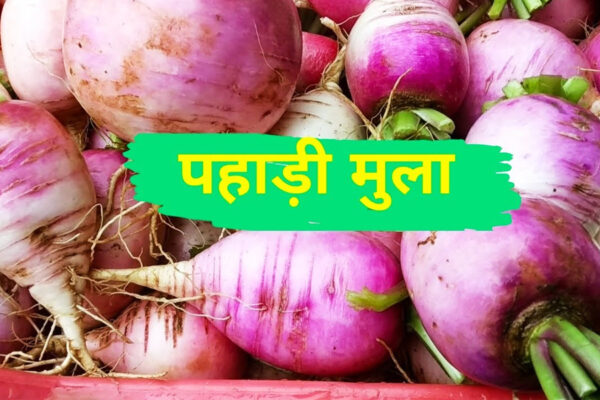 पहाड़ की फायदेमंद मूली