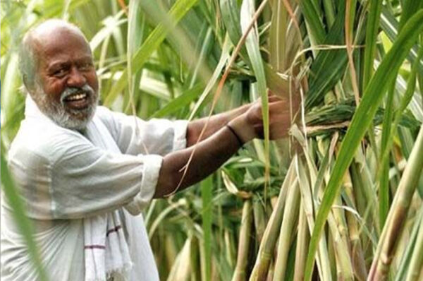 शुगरकेन प्लांटर: गन्ना बोआई में कृषि यंत्र का प्रयोग