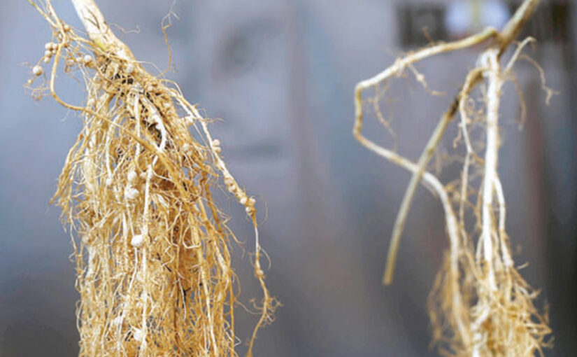 राइजोबियम कल्चर का दलहन उत्पादन में महत्व