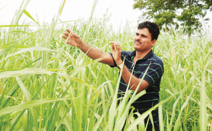 जायद में मोटे अनाजों में बाजरा की उन्नत खेती