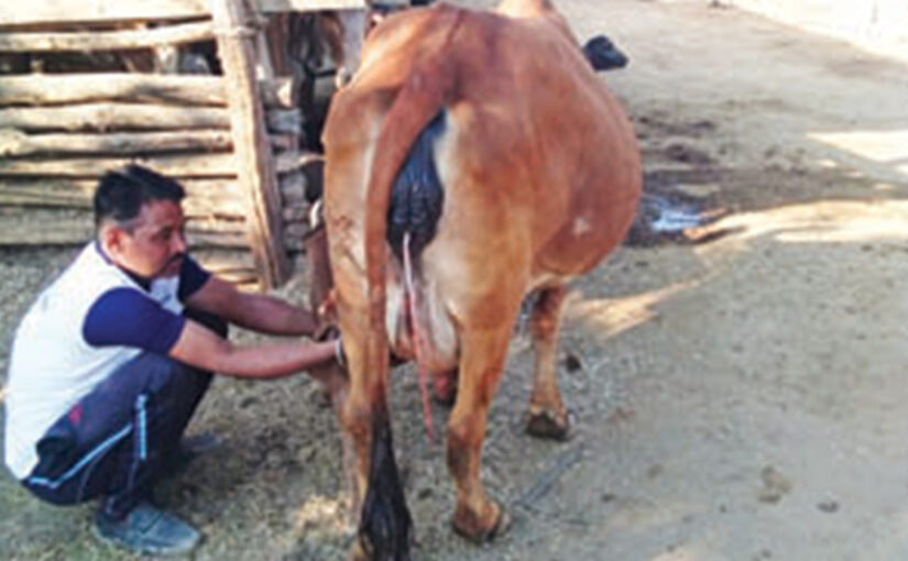 पशुपालन के लिए कुछ जरूरी जानकारी