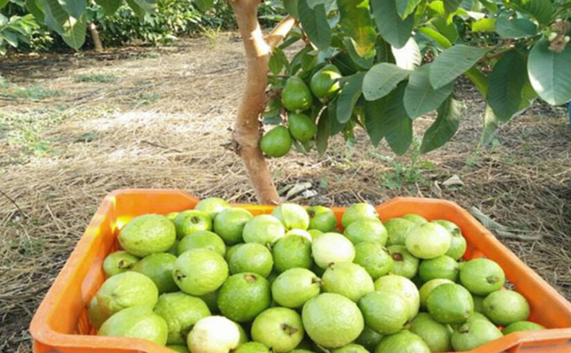 अमरूद की बागबानी