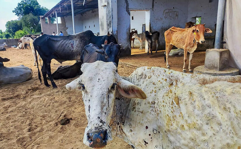 पशुओं की लंपी स्किन डिजीज : कारण और निवारण