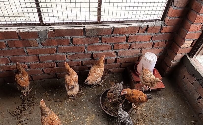 घर के पिछवाड़े मुरगीपालन: एक्स्ट्रा आमदनी का जरिया