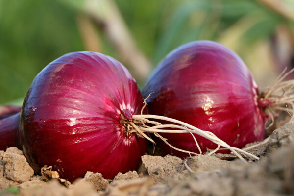 ड्रिप रेनपोर्ट सिस्टम: प्याज की खेती में सिंचाई और उन्नत किस्में