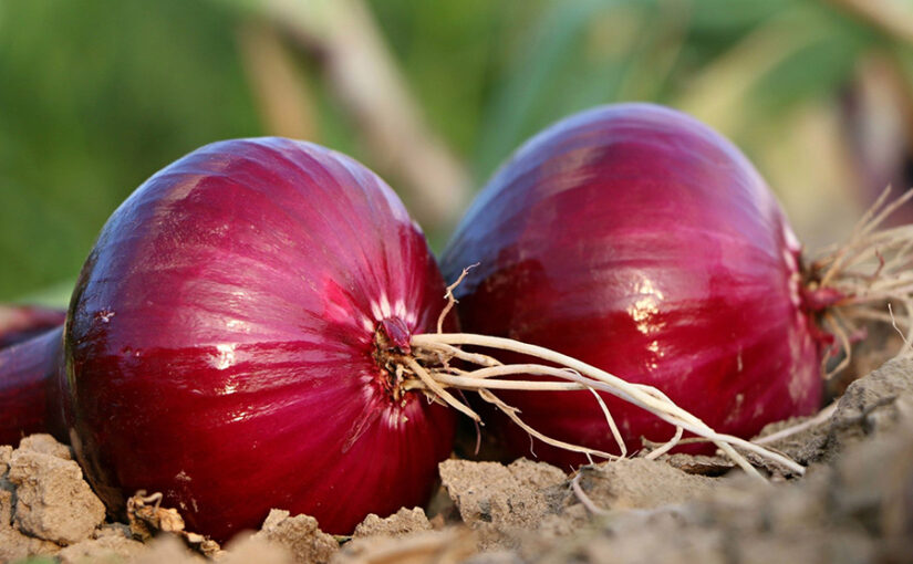 ड्रिप रेनपोर्ट सिस्टम: प्याज की खेती में सिंचाई और उन्नत किस्में