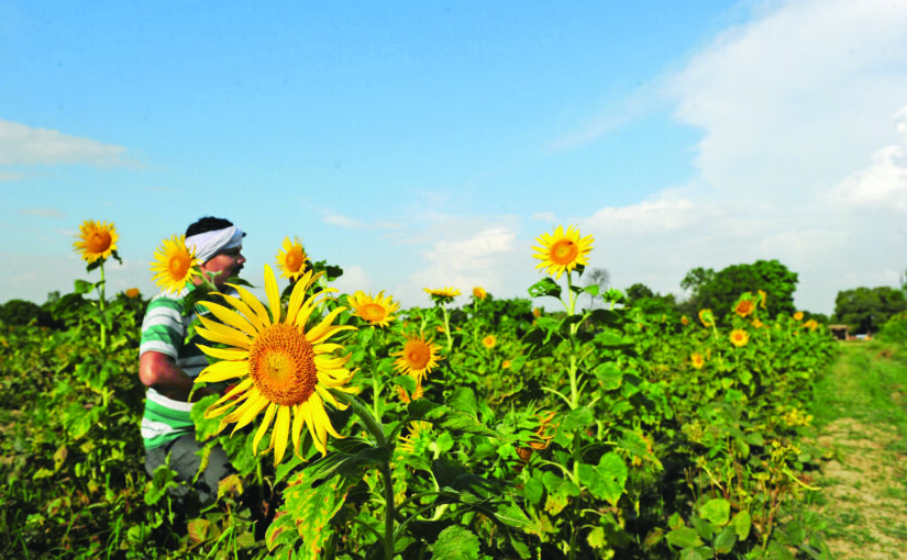 तिलहनी फसलों (Oilseed Crops) पर अनुसंधान , बढ़ेगी पैदावार