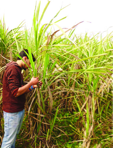 गन्ने की खेती में जैव उर्वरक का उपयोग