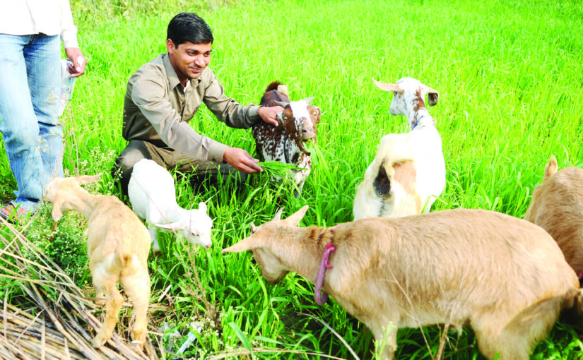 आय और स्वरोजगार के लिए अपनाएं बकरीपालन