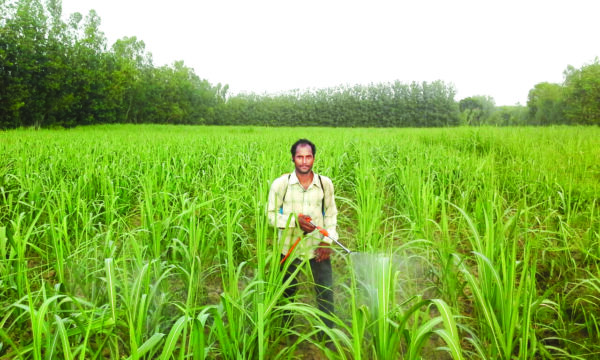 गन्ने की नई प्रजातियों से लें अधिक उत्पादन