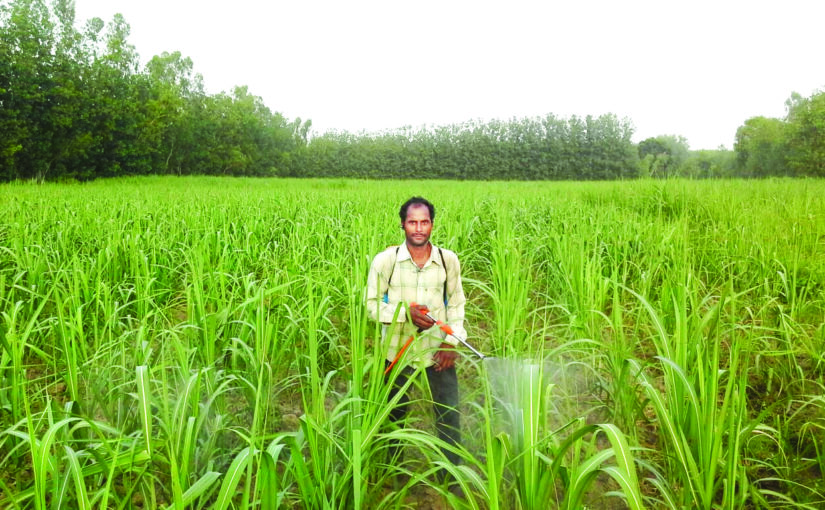 गन्ने की नई प्रजातियों से लें अधिक उत्पादन