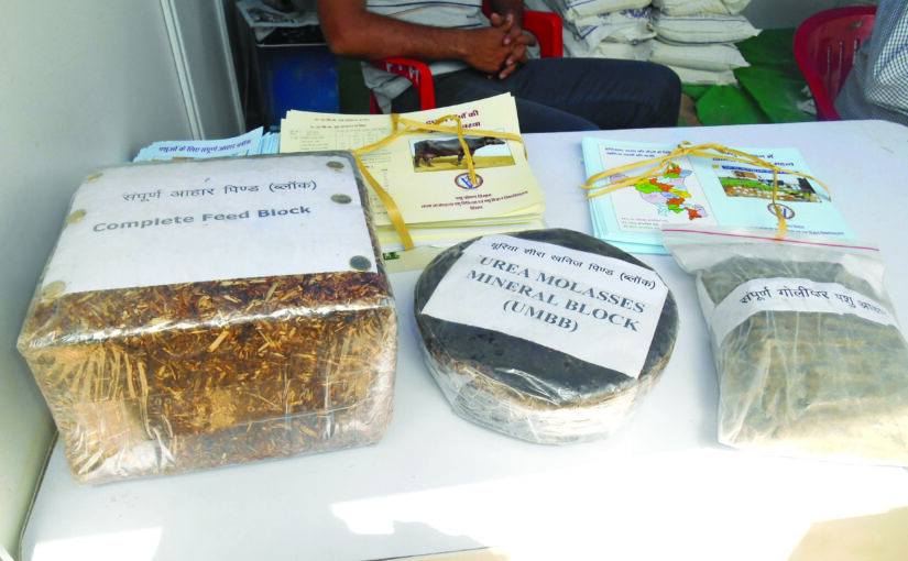 पशुओं में खनिज लवण की महत्ता