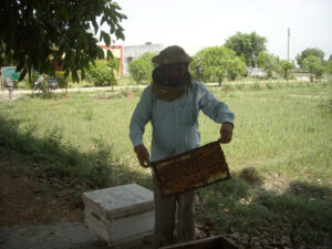 रोचक जानकारी: मधुमक्खी मेहनती तो हैं, पर सोती नहीं