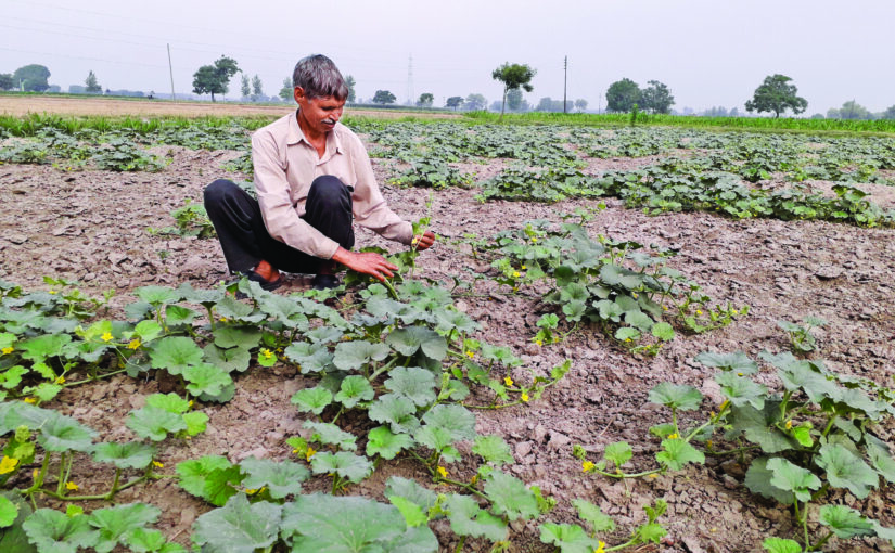 मई महीने में खेती के खास काम