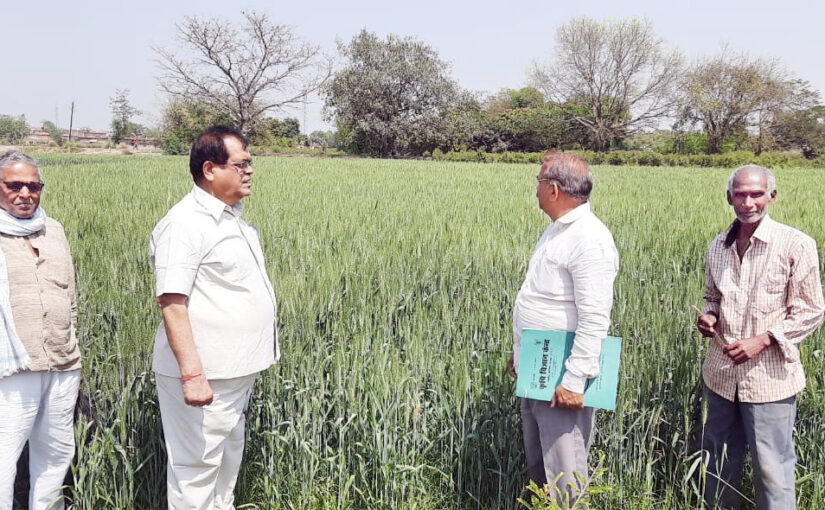 प्रो. रवि प्रकाश मौर्य की किसानों को सलाह – तैयार फसल का रखें  खास ध्यान
