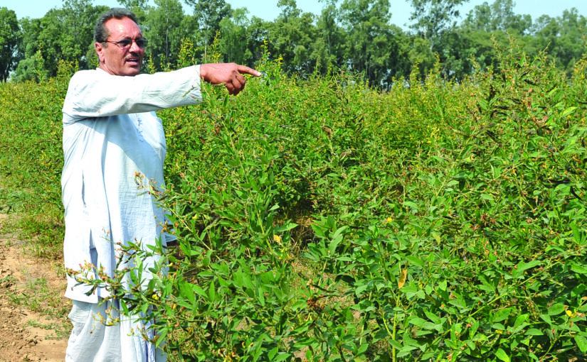 पूसा अरहर 16 : बौनी और जल्दी पकने वाली किस्म