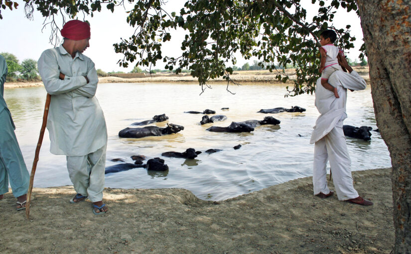 गरमियों में पशुओं की देखभाल और बीमारी से बचाव