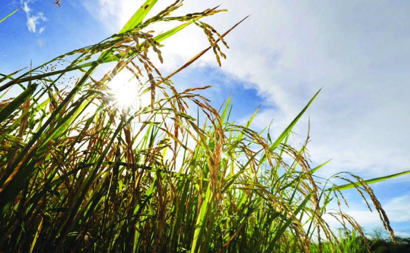 धान की खेती की खास विधि- श्री पद्धति