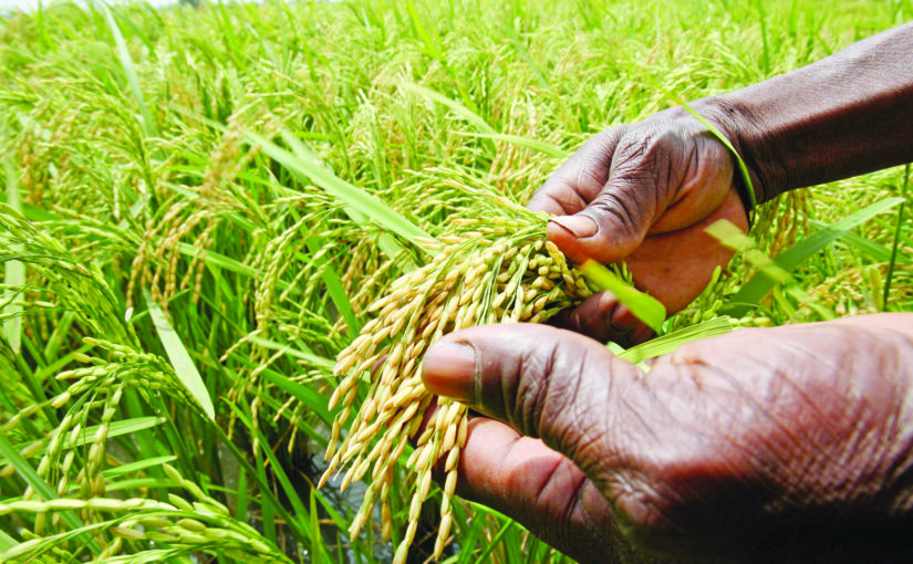 धान की उन्नत प्रजातियां