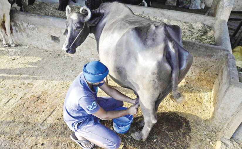पशुपालन के क्षेत्र में बढ़ता पंजाब