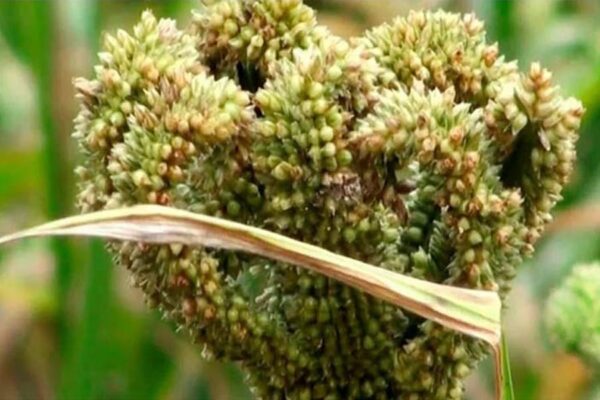 मोटे अनाज कोदो की खेती : कमाई का खास जरीया