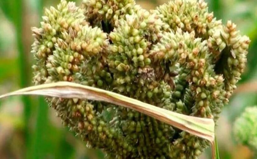 मोटे अनाज कोदो की खेती : कमाई का खास जरीया