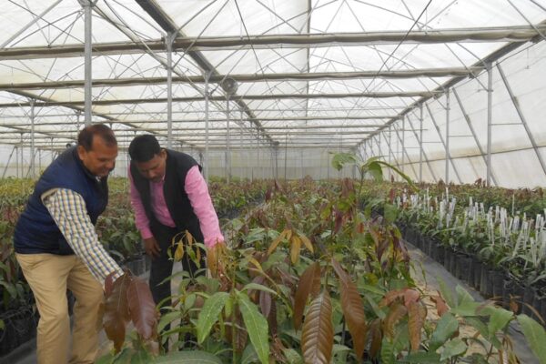 कलम विधि से तैयार करें आम की नर्सरी