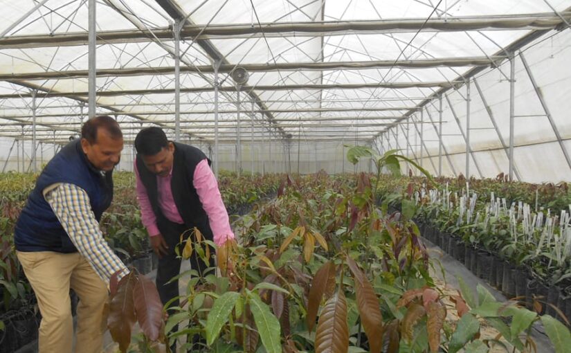 कलम विधि से तैयार करें आम की नर्सरी