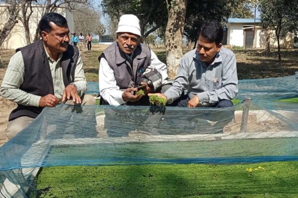 पशुओं का पौष्टिक आहार : अजोला की खेती