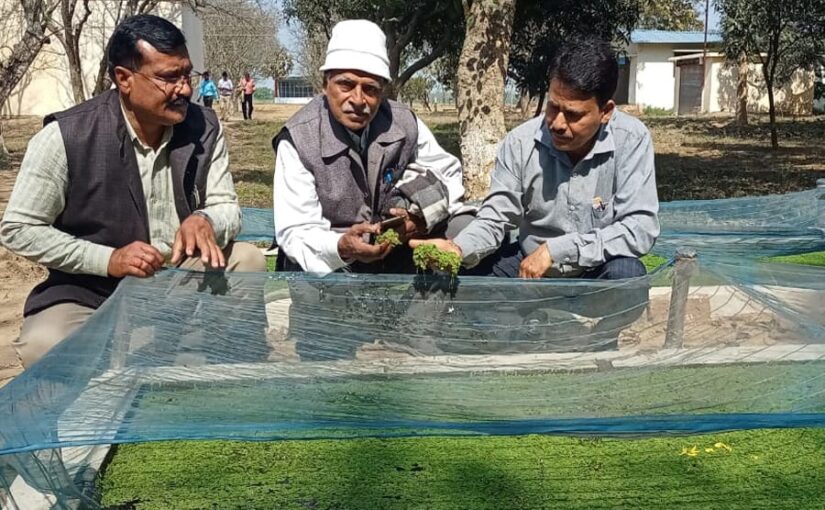 पशुओं का पौष्टिक आहार : अजोला की खेती
