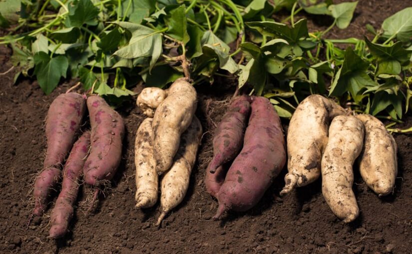 शकरकंद की वैज्ञानिक और उन्नत खेती