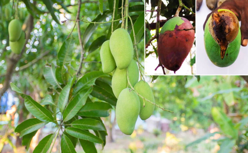 आम के फलों पर लाल पट्टीधारी फल छेदक कीट : कैसे करें प्रबंधन?