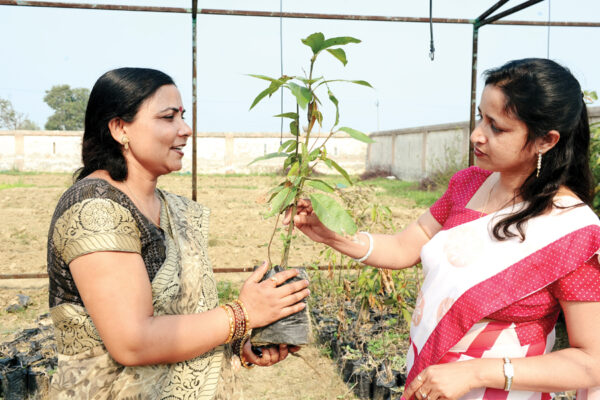 बाग लगाने के लिए तैयार  करें अच्छी पौधशाला