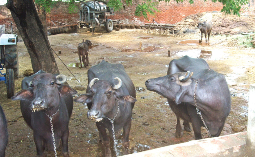 बरसात के मौसम में पशुओं की देखभाल