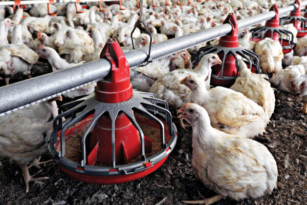 ब्रायलर की उन्नत नस्लों से अच्छा मुनाफा