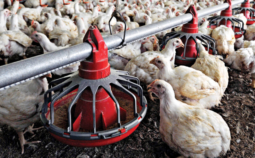 ब्रायलर की उन्नत नस्लों से अच्छा मुनाफा