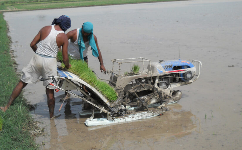 पैडी प्लांटर से धान रोपाई