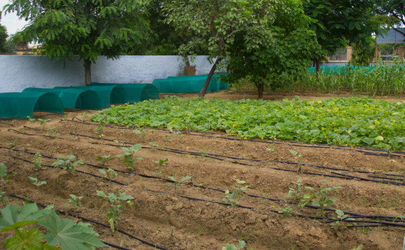 खेती में पानी बचाने की तकनीक