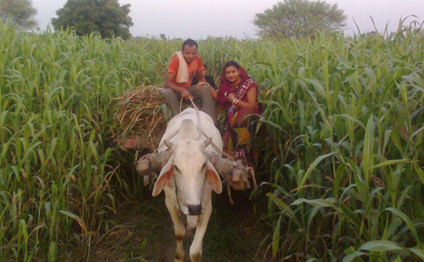गरमी में पशुओं को खिलाएं हरा चारा