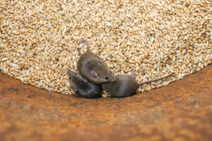 खेतों में चूहा प्रबंधन का सही समय क्या है?