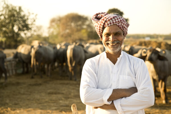 घी उत्पादन के लिए मुफीद भदावरी भैंस
