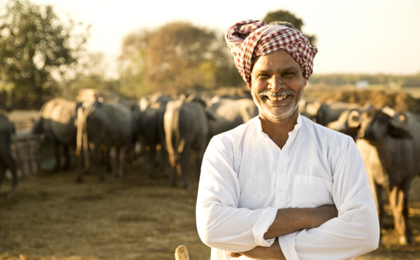 घी उत्पादन के लिए मुफीद भदावरी भैंस