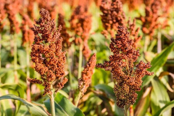 मोटे अनाज कोदो की खेती : कमाई का खास जरीया