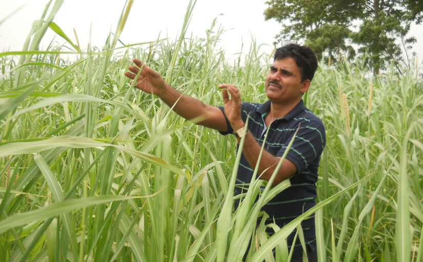 खरीफ में मोटे अनाजों की खेती