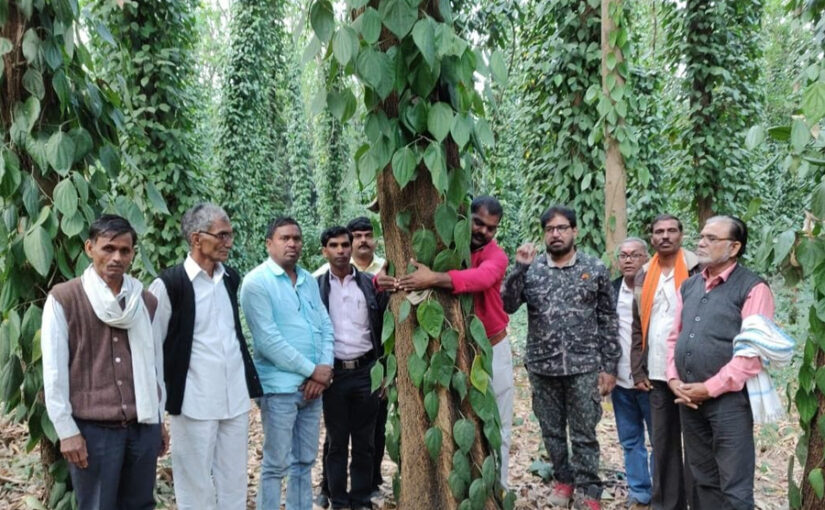 अनोखा ‘नेचुरल ग्रीन हाउस’ खेती का ‘गेम चेंजर’