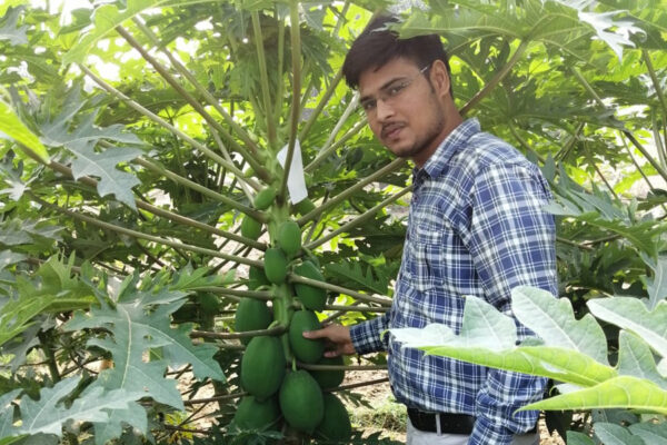 पपीता उत्पादन की नई शोध तकनीक से किसानों को फायदा