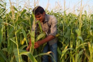 मक्का की खेती : सवाल किसानों के, जवाब प्रो. रवि प्रकाश मौर्य के