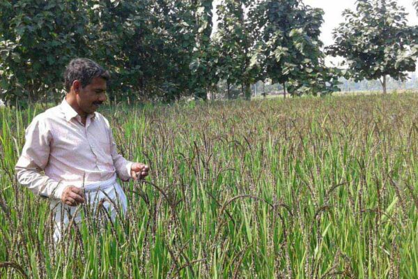 काला नमक धान की खेती करने वाले किसानों मिलेगी विशेष पहचान