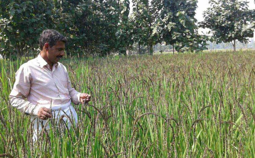 काला नमक धान की खेती करने वाले किसानों मिलेगी विशेष पहचान