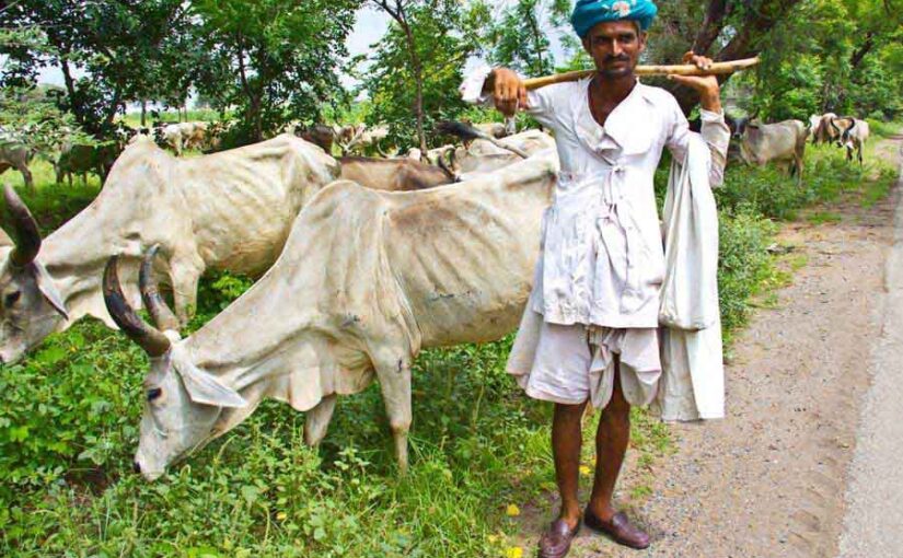 पशुपालकों के खाते में हस्तांतरित होगी 180 करोड़ की सहायता राशि